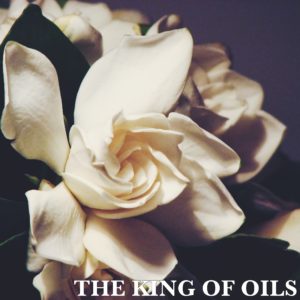 king-of-oils-jasmine